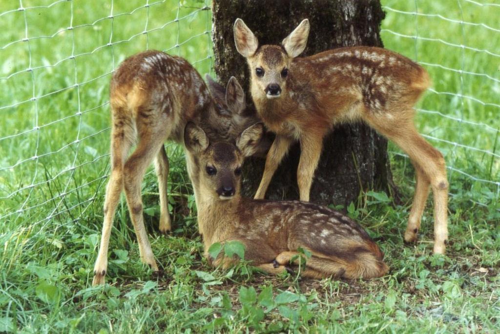Ferienhof Unterfuehrholzergut Klaus an der Pyhrnbahn Exteriör bild
