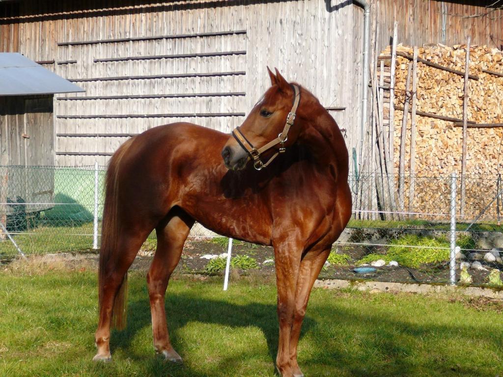 Ferienhof Unterfuehrholzergut Klaus an der Pyhrnbahn Exteriör bild